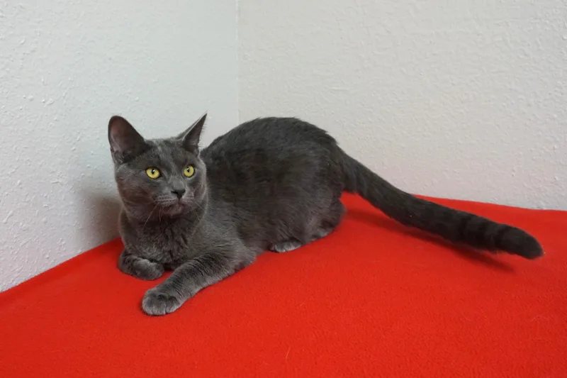 A young medium-sized male Russian Blue cat named Osa for adoption in Fountain Hills, AZ