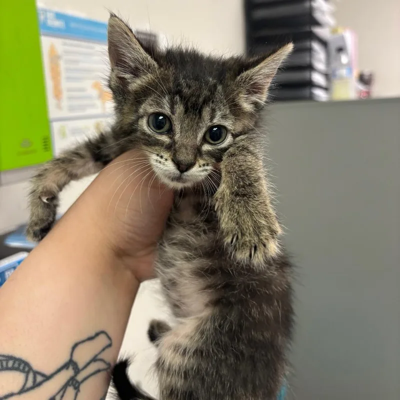 A baby small-sized male Brown / Chocolate Domestic Short Hair cat named Bumblebee for adoption in Charleston, WV
