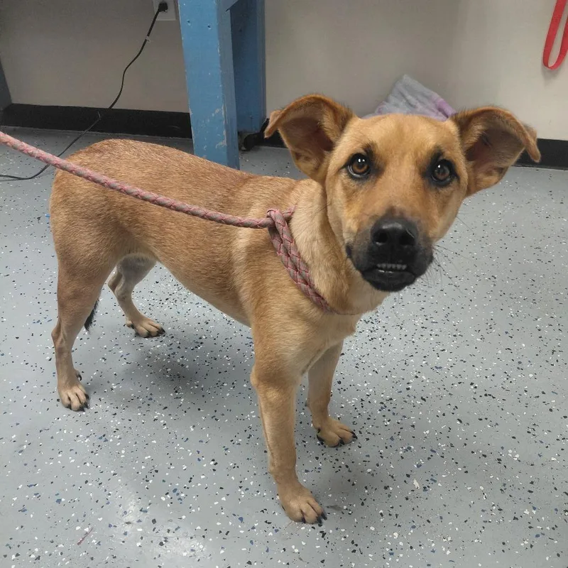 A young medium-sized female Black Mouth Cur dog named Bella for adoption in New Tazewell, TN