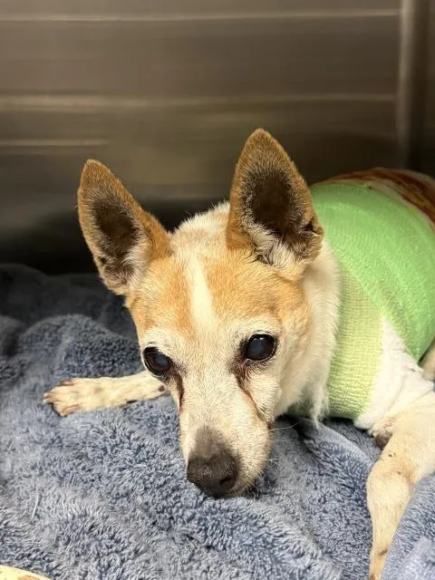 A senior small-sized female Chihuahua dog named Mindy for adoption in Riverside, CA