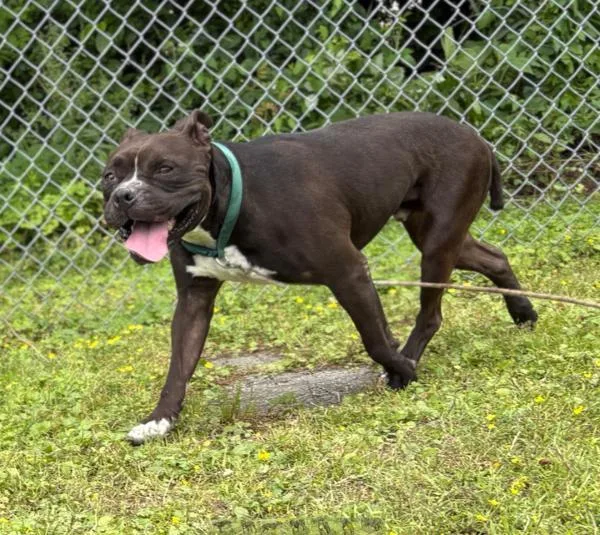 An adult medium-sized male American Bulldog dog named Titan for adoption in Virginia Beach, VA