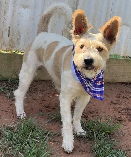 An adult medium-sized male Terrier dog named Provolone HW+ for adoption in Seneca, SC