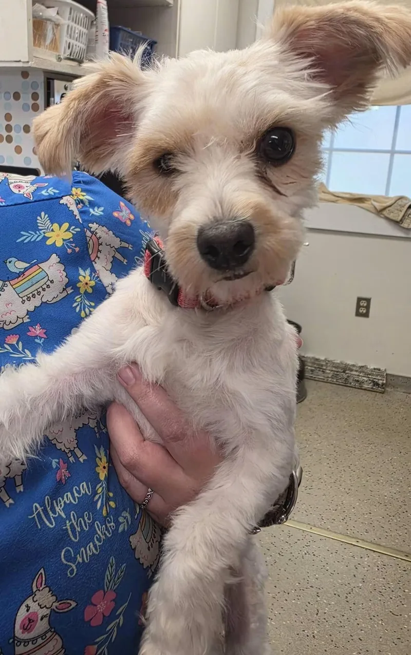 An adult small-sized female Maltese dog named Lily for adoption in Lacona, NY