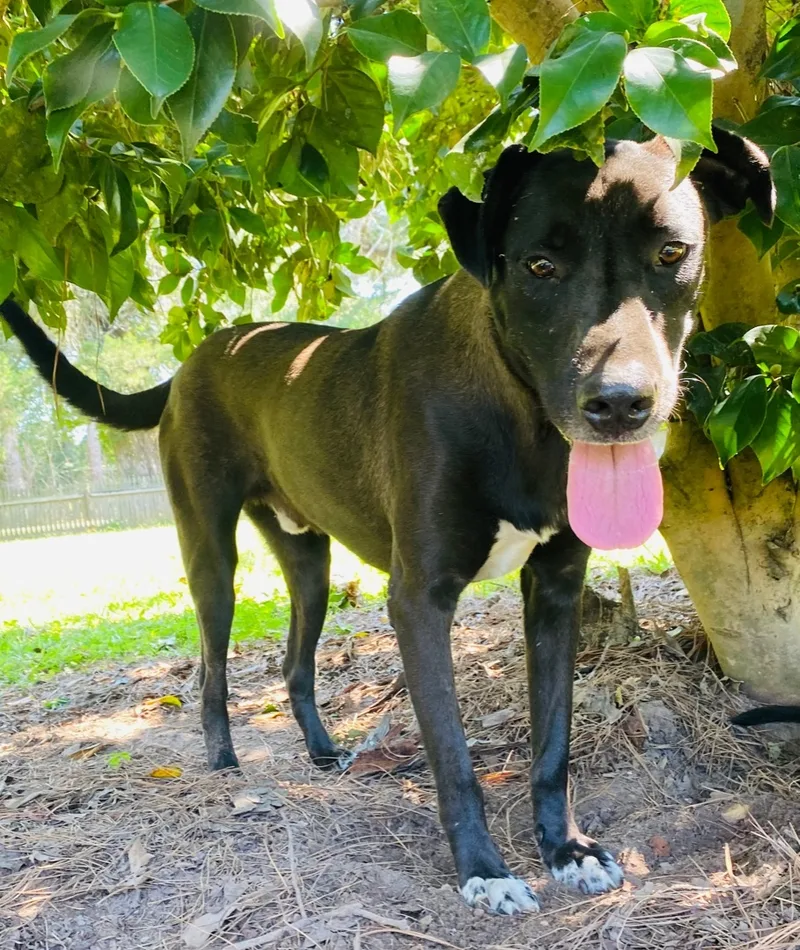 Sid And Nancy—bonded Pair
