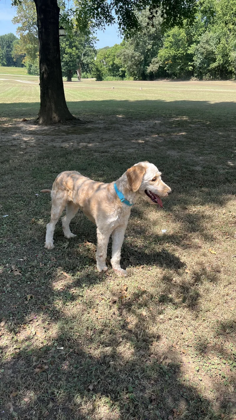A young medium-sized male Apricot / Beige Goldendoodle dog named Elliott for adoption in Cordova, TN