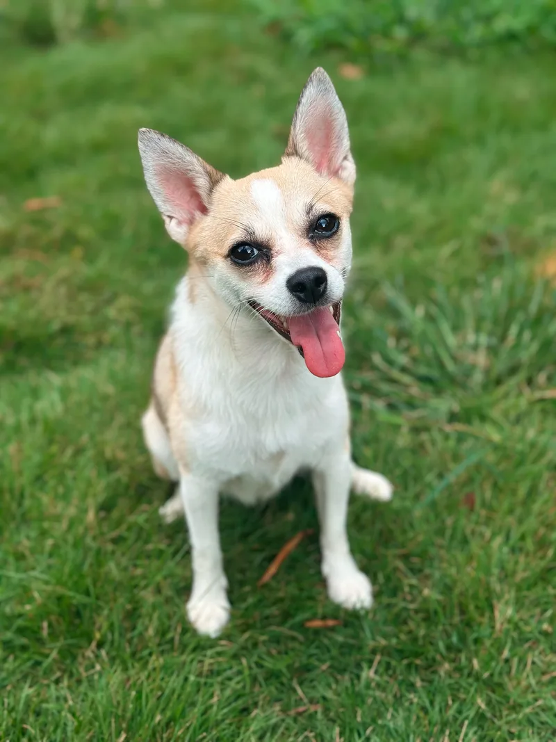 An adult small-sized female Yellow / Tan / Blond / Fawn Chihuahua dog named Willow for adoption in Atlanta, GA