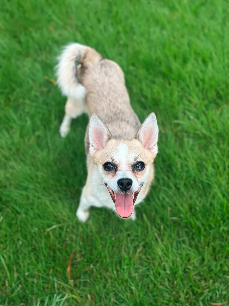 Willow thumbnail 2