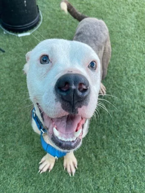 An adult medium-sized male Mixed Breed dog named Mimo King for adoption in Dallas, TX