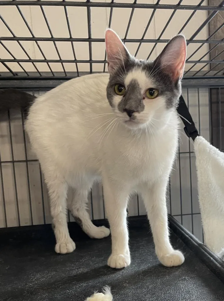 A young medium-sized female Domestic Short Hair cat named Dusty for adoption in Portland, IN