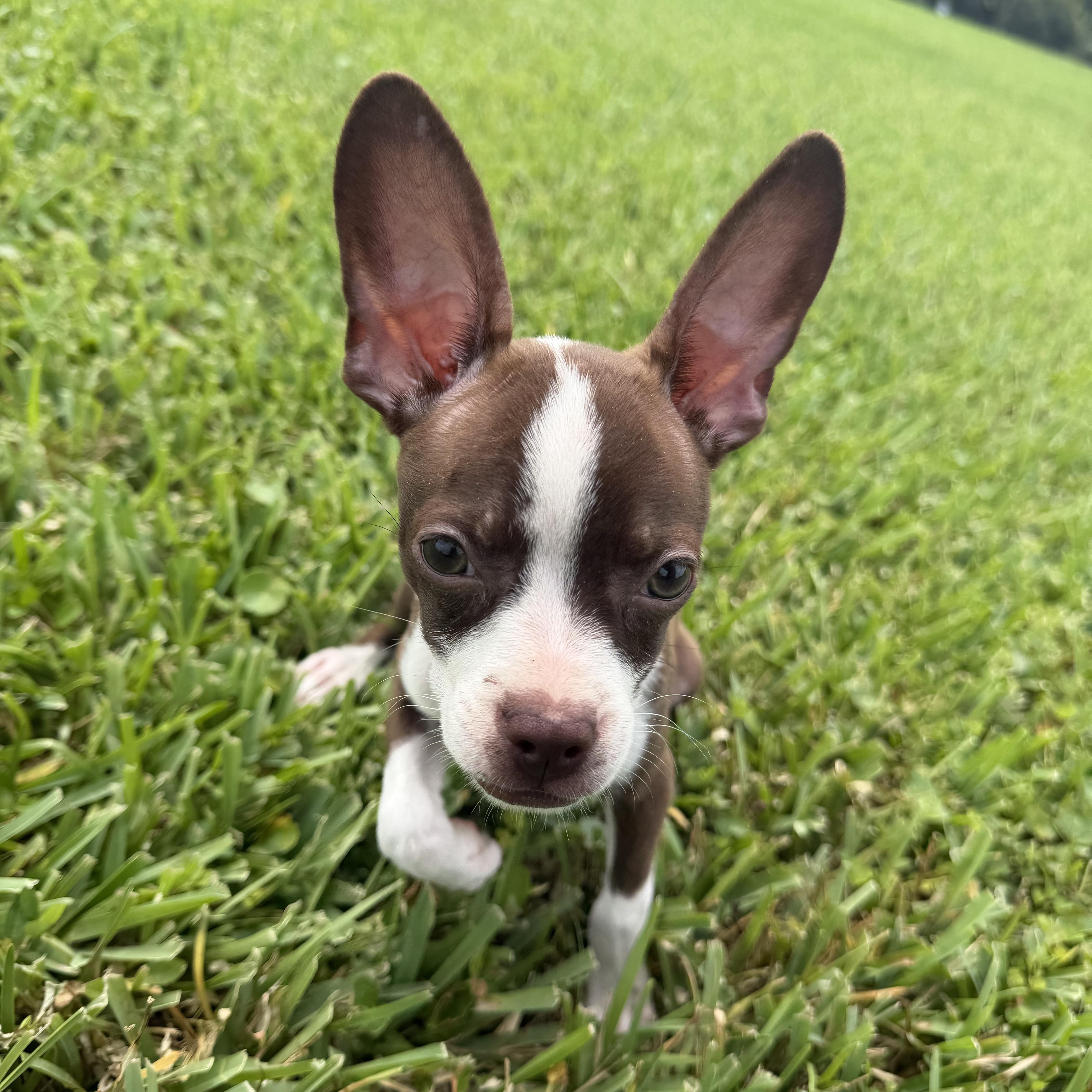 Bambi