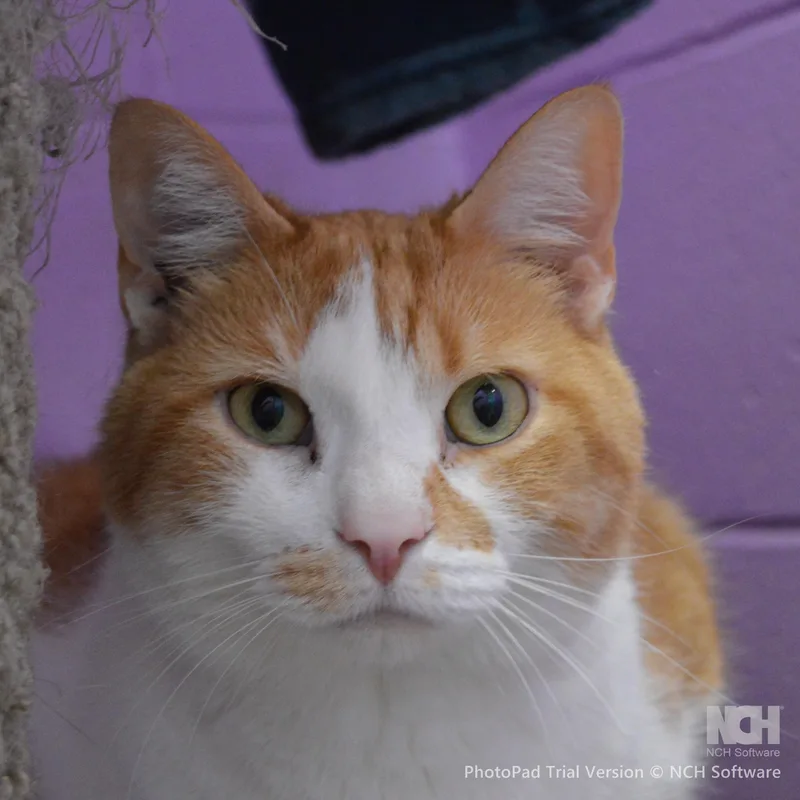 An adult extra large-sized male Orange & White Domestic Short Hair cat named Yogi for adoption in House Springs, MO