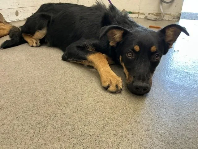 A young large-sized female German Shepherd Dog dog named Phoebe for adoption in San Bernardino, CA