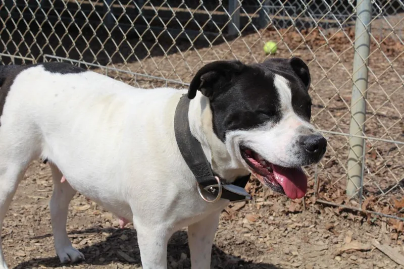 An adult large-sized female Pit Bull Terrier dog named Agnes for adoption in Greencastle, IN