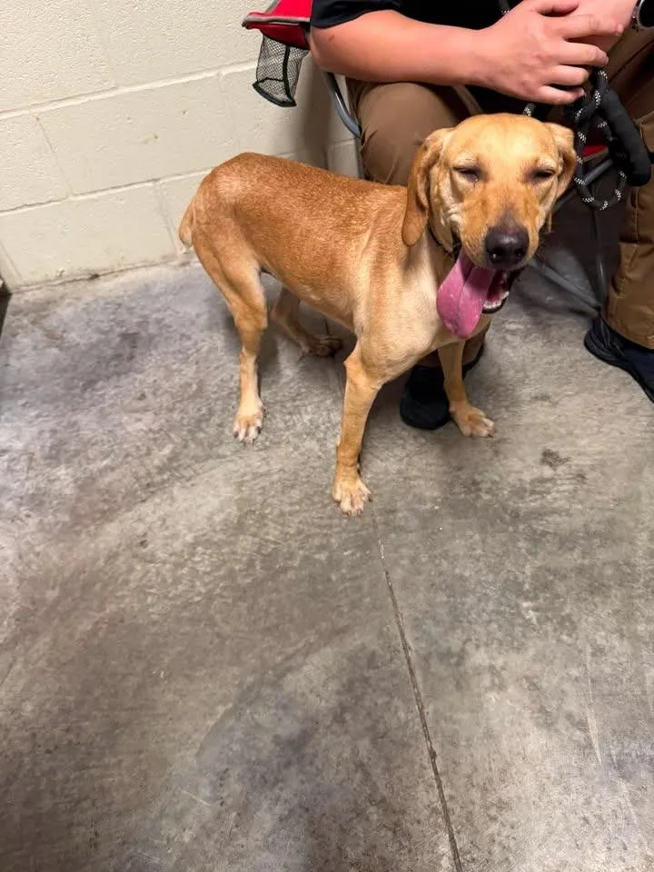 A baby medium-sized female Hound dog named Freya for adoption in Shelbyville, TN