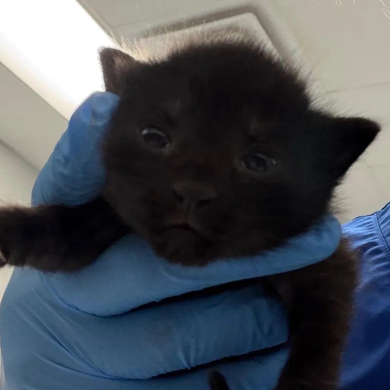 A baby small-sized female Black Domestic Short Hair cat named Silly for adoption in Greenville, SC