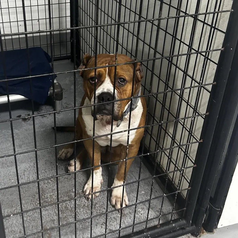An adult small-sized male Brown / Chocolate English Bulldog dog named Brock for adoption in St. Louis, MO