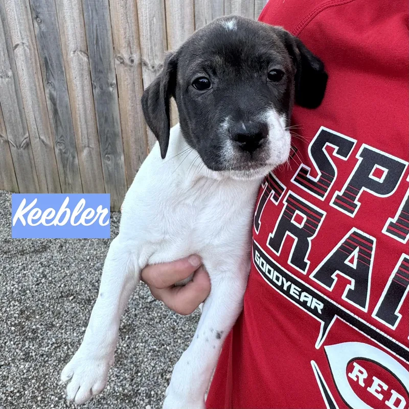 .keebler thumbnail 2