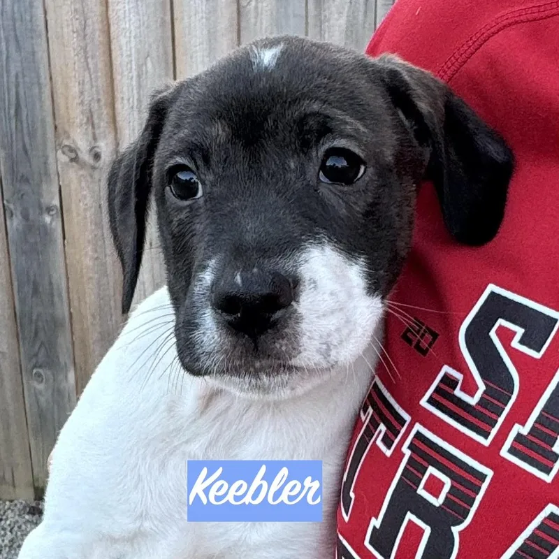.keebler thumbnail 3