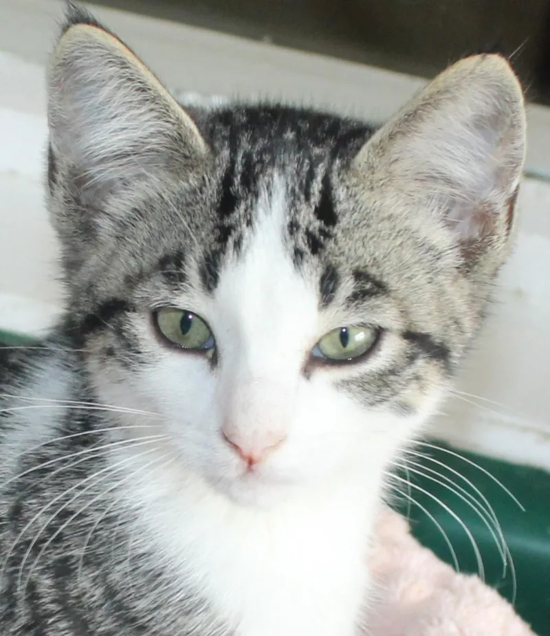 A baby medium-sized male Brown / Chocolate Domestic Short Hair cat named Slappy for adoption in Huron, SD