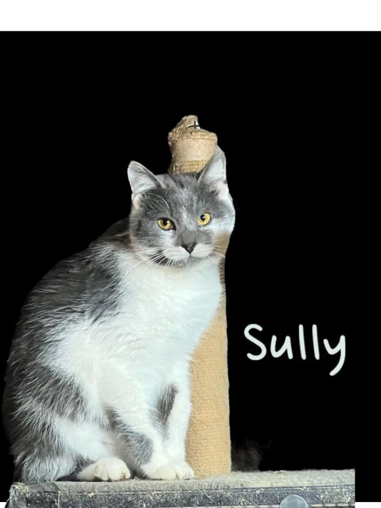 Sully thumbnail 3