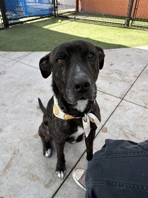 An adult large-sized male Terrier dog named Blu for adoption in Miami, FL