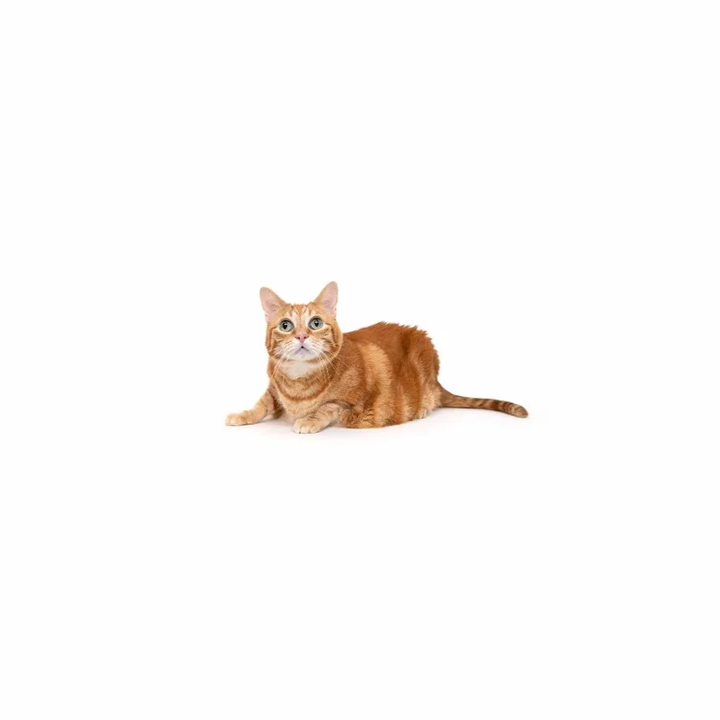 An adult extra large-sized female Orange / Red Domestic Short Hair cat named Chewpi for adoption in Playa Vista, CA