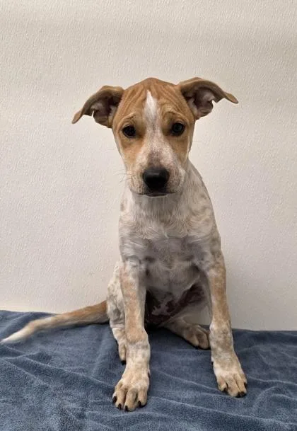 A young medium-sized female Mixed Breed dog named Rebecca Chambers for adoption in Phoenix, AZ