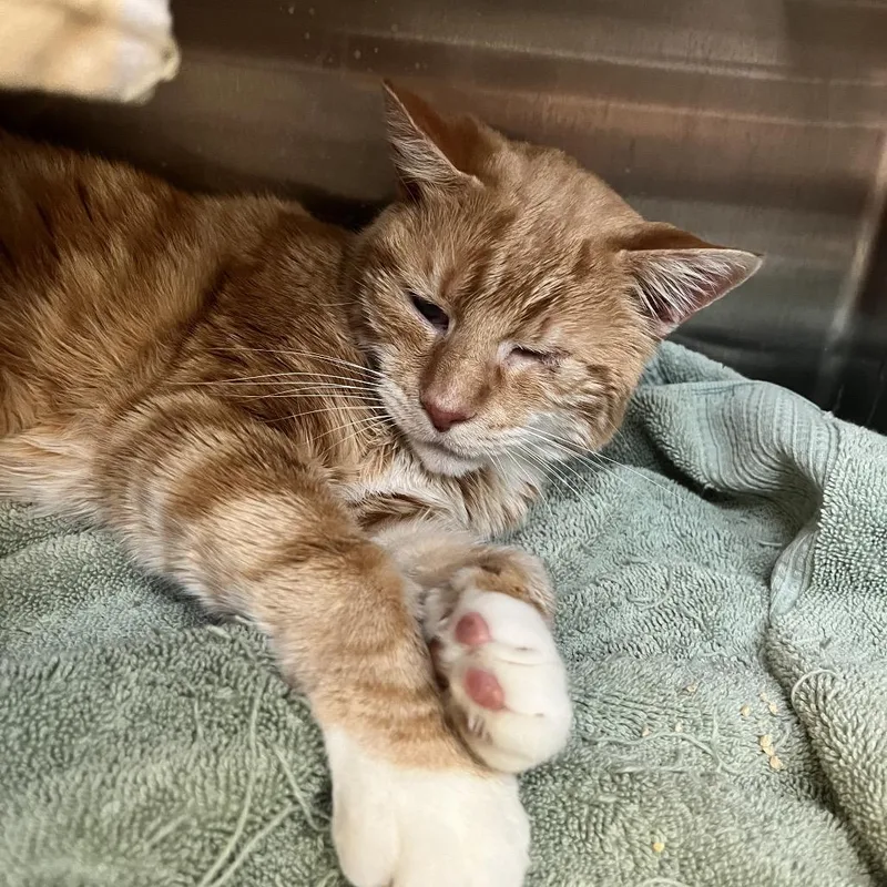 An adult large-sized male Orange / Red Domestic Short Hair cat named Hippy Hoppy for adoption in Pittsburgh, PA