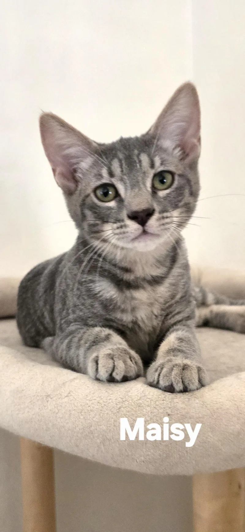 A baby medium-sized female Gray & White Tabby cat named Maisy for adoption in Vacaville, CA