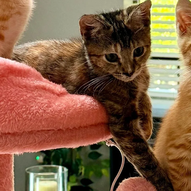A baby small-sized female Black Domestic Short Hair cat named Wendy for adoption in Tallahassee, FL