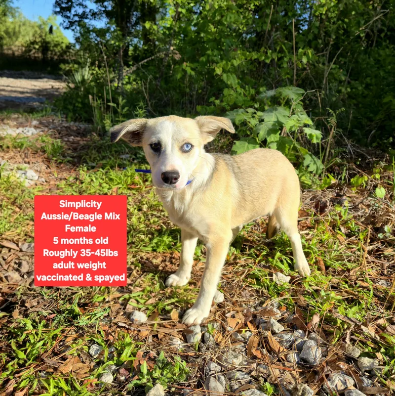 A baby medium-sized female Australian Shepherd dog named Simplicity for adoption in Oviedo, FL