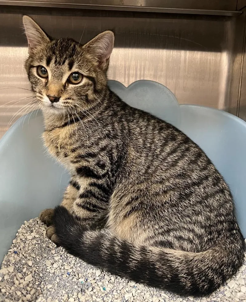 A baby medium-sized female Domestic Short Hair cat named Cocoa for adoption in Greeneville, TN