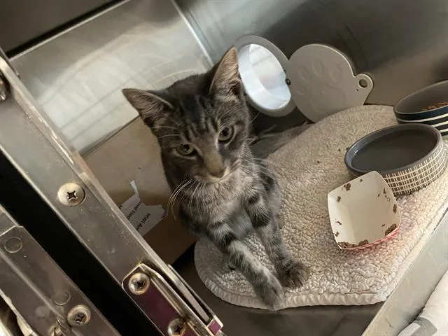 A young medium-sized female Domestic Medium Hair cat named Lucy Bronze for adoption in Sugar Land, TX
