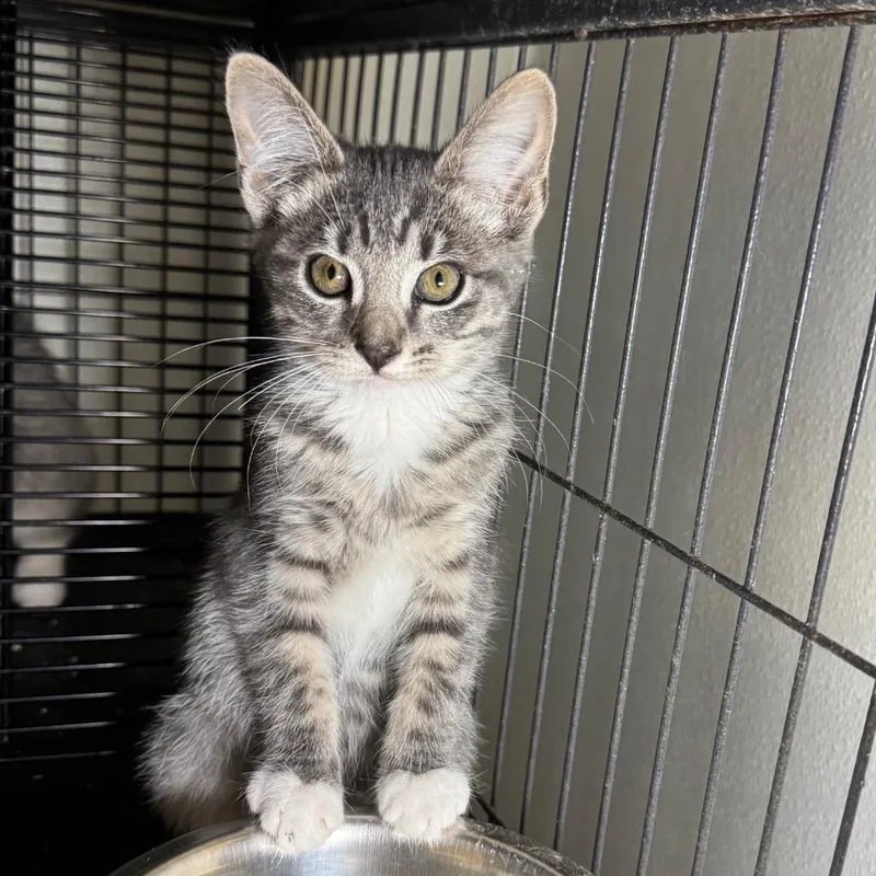A baby medium-sized female Domestic Short Hair cat named Plushie for adoption in Saginaw, MI