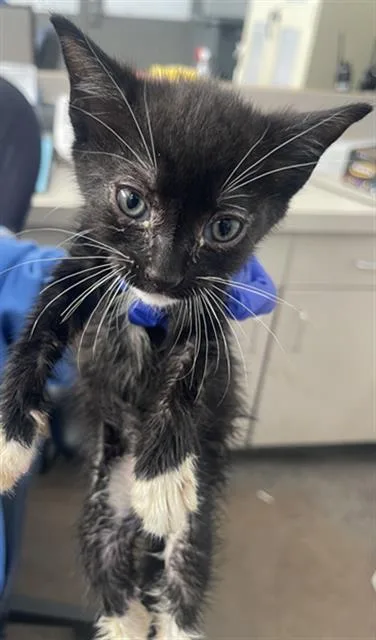 A baby medium-sized male Domestic Short Hair cat named Gator for adoption in Dallas, TX