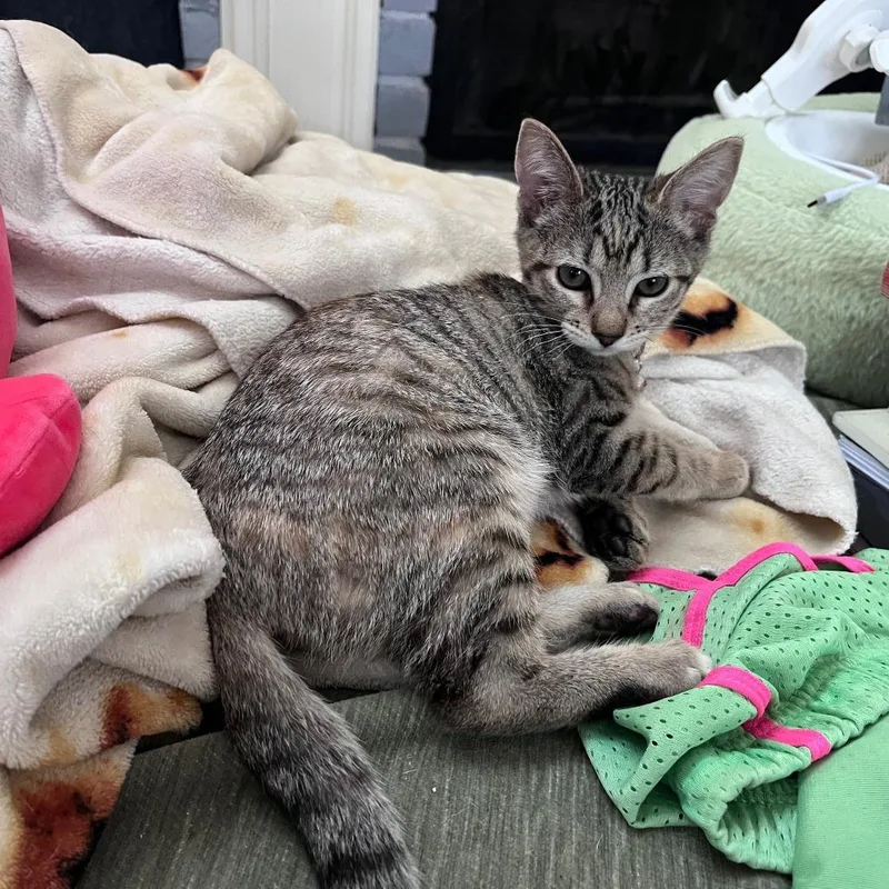 A baby small-sized female Brown / Chocolate Domestic Short Hair cat named Annie for adoption in Houston, TX