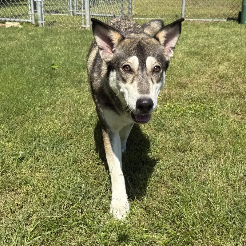 A young medium-sized female Gray / Blue / Silver Husky dog named Kaia for adoption in Cabot, AR