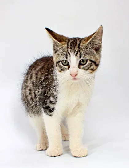 A baby small-sized female Domestic Short Hair cat named Katherine for adoption in Morton Grove, IL