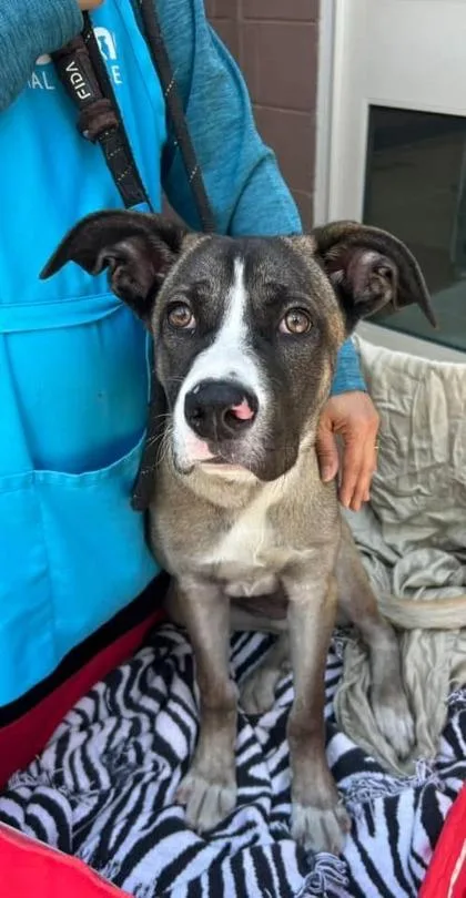 A baby medium-sized female Mixed Breed dog named Chess for adoption in Chamblee, GA