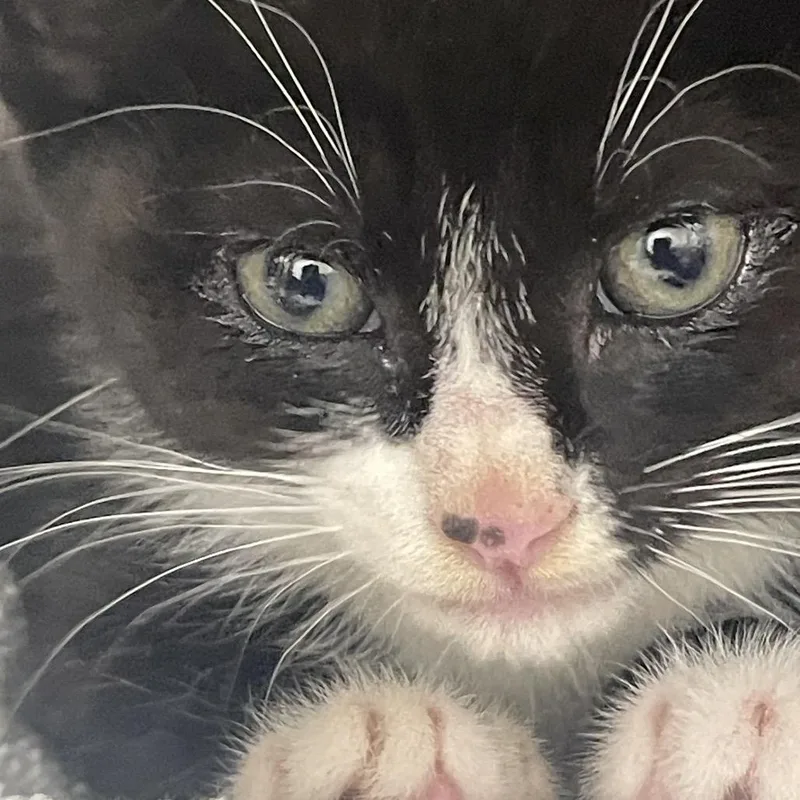 A baby small-sized male Black Domestic Short Hair cat named Mustard for adoption in Lynchburg, VA