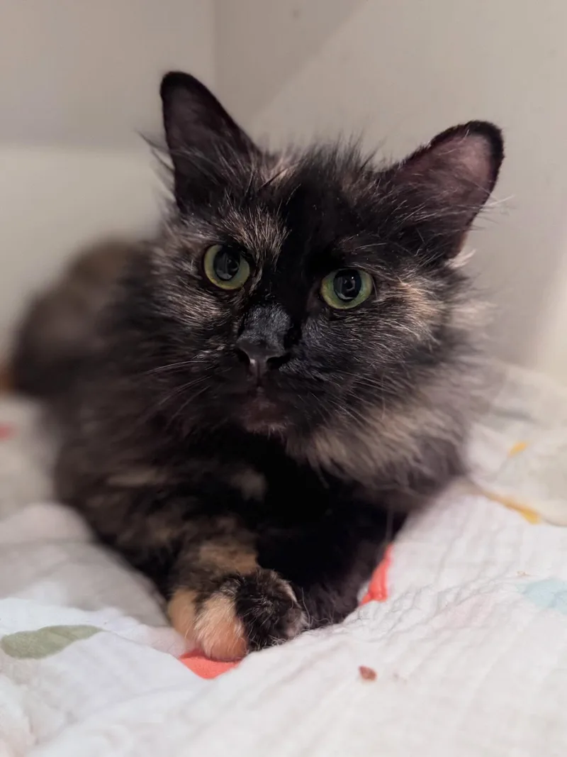 An adult medium-sized female Tortoiseshell Domestic Long Hair cat named Strawberry for adoption in Levittown, PA