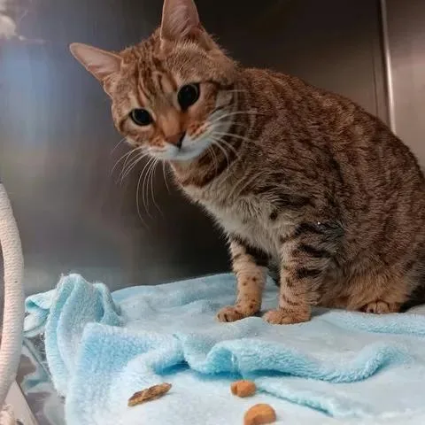 An adult medium-sized female Tabby (Leopard / Spotted) Domestic Short Hair cat named Princess Barbara for adoption in Winthrop, ME