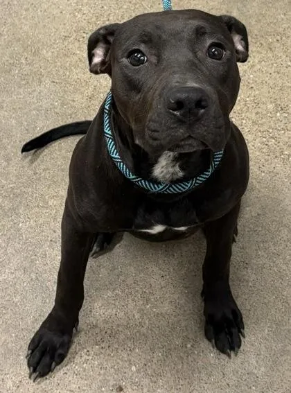 A young medium-sized female Black Pit Bull Terrier dog named Suki for adoption in Cleveland, OH