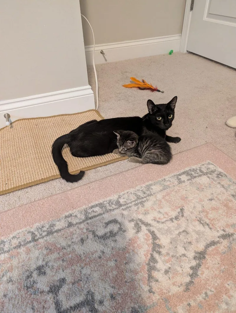 A young small-sized female Black Domestic Short Hair cat named Jo for adoption in Raleigh, NC