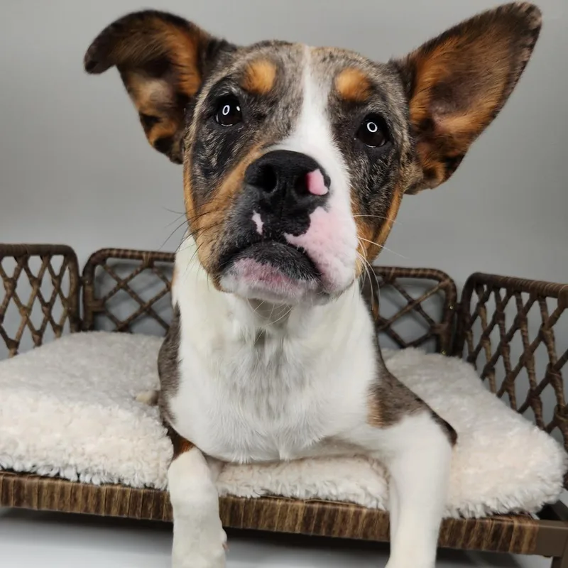 A baby medium-sized male Gray / Blue / Silver Australian Shepherd dog named Loki for adoption in Fort Wayne, IN