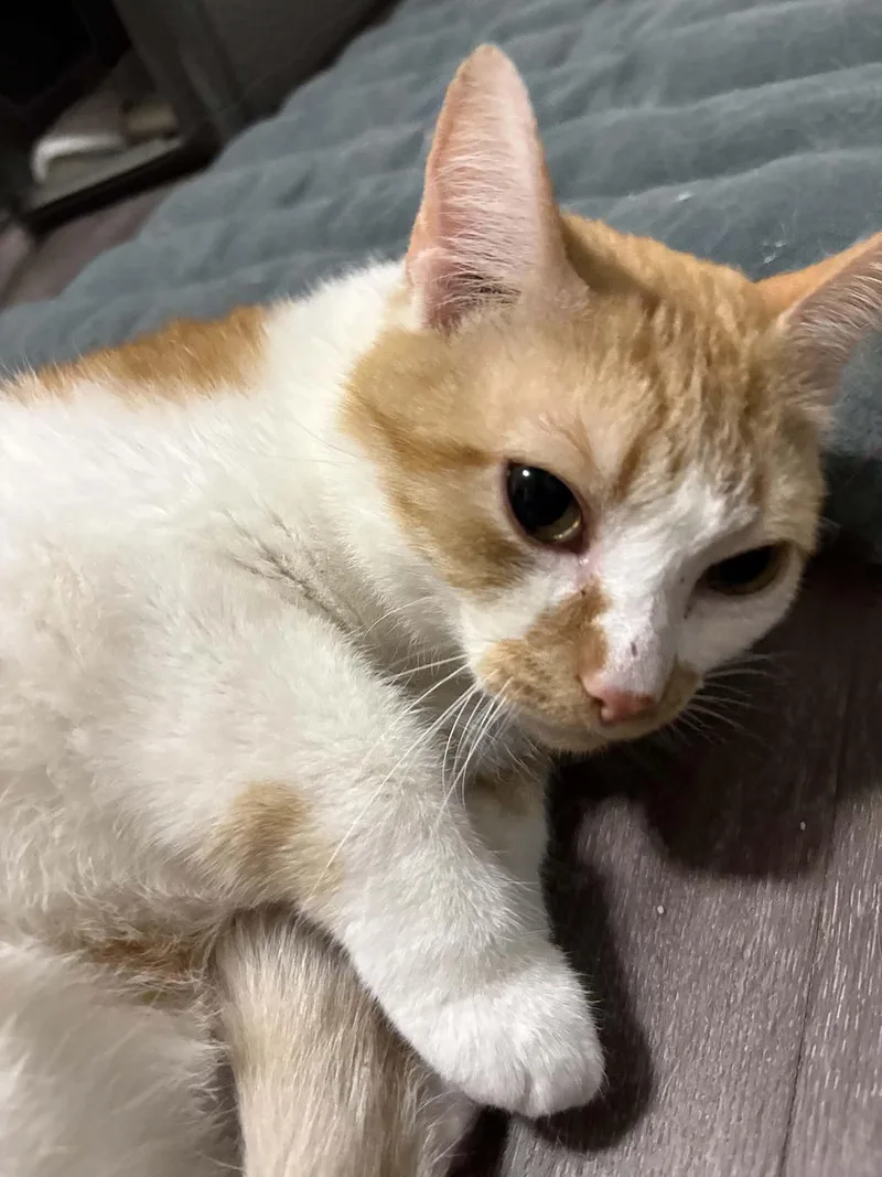 An adult medium-sized male Orange & White Domestic Short Hair cat named Popeye Sweet Little for adoption in Neenah, WI