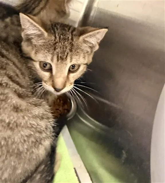 A baby small-sized female Domestic Short Hair cat named Wynona for adoption in Fort Lauderdale, FL