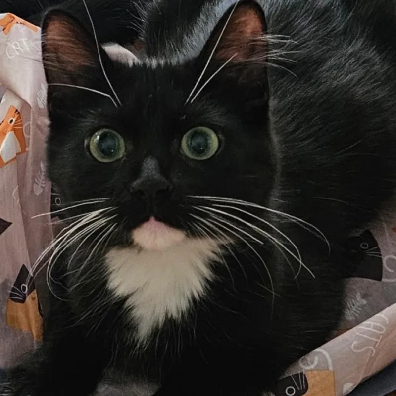 A young small-sized male Black Domestic Short Hair cat named Pixie for adoption in Los Angeles, CA