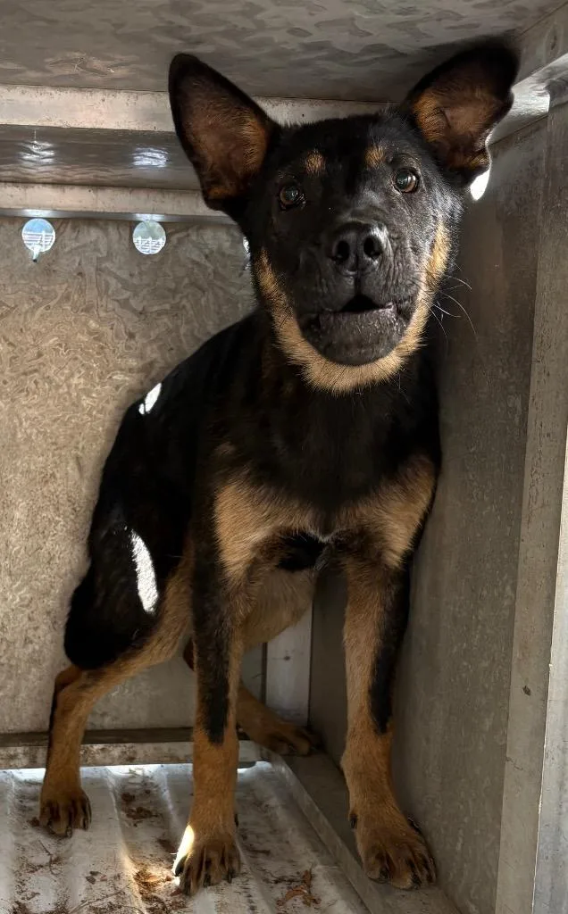 A baby medium-sized male German Shepherd Dog dog named Kane for adoption in Effingham, SC