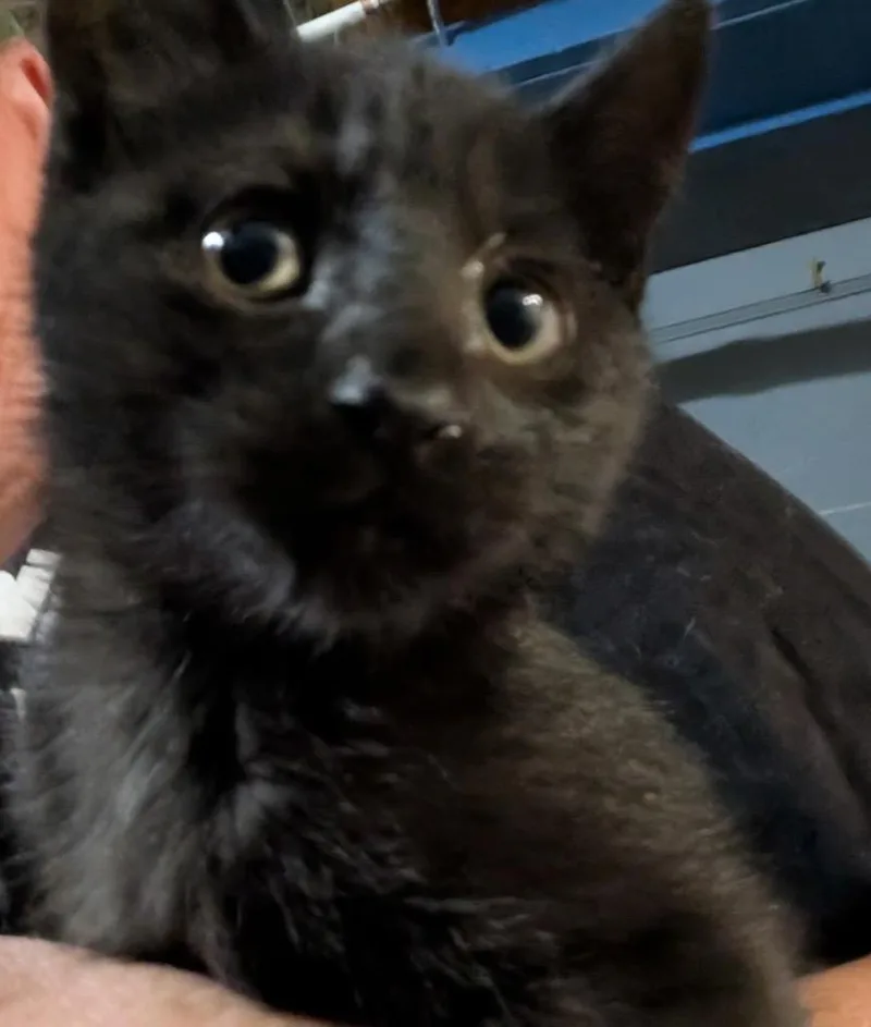 A baby small-sized female Domestic Short Hair cat named Betty H for adoption in Ogden, UT